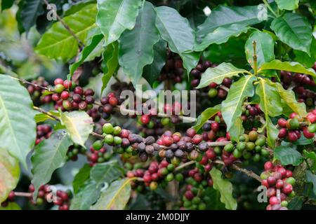 Die Kaffeesträucher reifen in den Bergen Thailands und können mit grünen und roten Kaffeekirschen geerntet werden. Arabica-Kaffeebohnen reifen auf dem Baum in Stockfoto