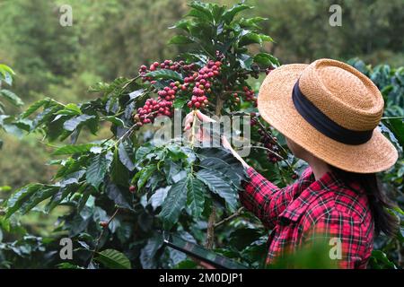 Ein moderner asiatischer Bauer, der ein digitales Tablet verwendet und reife Kaffeebohnen auf einer Kaffeeplantage prüft. Moderne Technologieanwendung in der landwirtschaftlichen Ackerkultur Stockfoto