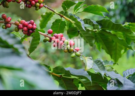 Die Kaffeesträucher reifen in den Bergen Thailands und können mit grünen und roten Kaffeekirschen geerntet werden. Arabica-Kaffeebohnen reifen auf dem Baum in Stockfoto