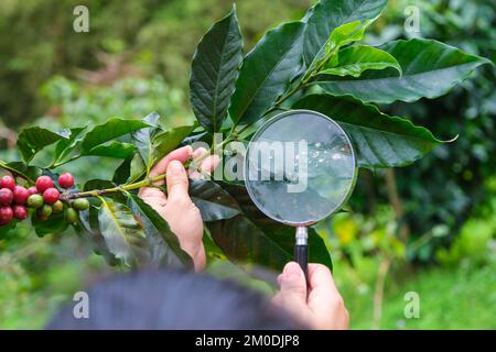 Die Kaffeesträucher reifen in den Bergen Thailands und können mit grünen und roten Kaffeekirschen geerntet werden. Arabica-Kaffeebohnen reifen auf dem Baum in Stockfoto