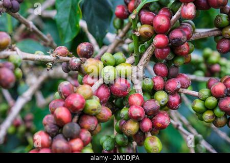 Die Kaffeesträucher reifen in den Bergen Thailands und können mit grünen und roten Kaffeekirschen geerntet werden. Arabica-Kaffeebohnen reifen auf dem Baum in Stockfoto