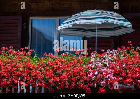 Farbenfrohe Blumen auf rustikalem Balkon im Frühling mit Sonnenschirm, Interlaken, Schweiz Stockfoto