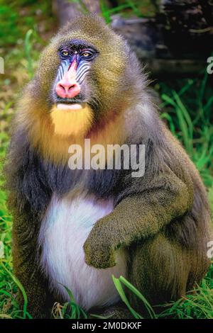 Der hübsche Mandril-Primaten-Affe ruht sich aus, schüchterne Augen, Kongo, Afrika Äquatorial Stockfoto