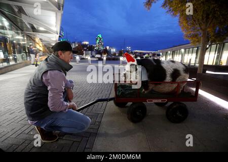 Raleigh, North Carolina, USA. 5.. Dezember 2022. KYLE ECKENRODE hat einen ruhigen Moment mit seinem Carolina Hurricanes ''˜Therapy Pig ' HAMILTON. Sie waren nur einer der besonderen Gäste, da Mitglieder des Raleigh Stadtrats 2022-2024 bei einer Zeremonie in der Raleigh Union Station ins Amt vereidigt wurden. (Kreditbild: © Bob Karp/ZUMA Press Wire) Stockfoto