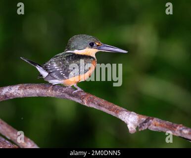 Amerikanischer Zwergkönigsfischer (Chloroceryle aenea), Halbinsel Osa, Puntarenas, Costa Rica Stockfoto