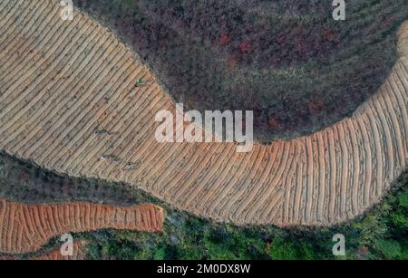 QIANDONGNAN, CHINA - 5. DEZEMBER 2022 - Luftfoto zeigt Dorfbewohner, die Setzbeete auf der Pflanzbasis Pseudostellaria radix in Qiandongnan Mia vorbereiten Stockfoto