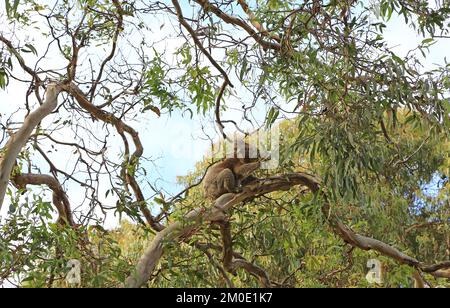 Koala über Eukalyptusbäume essen - Australien Stockfoto