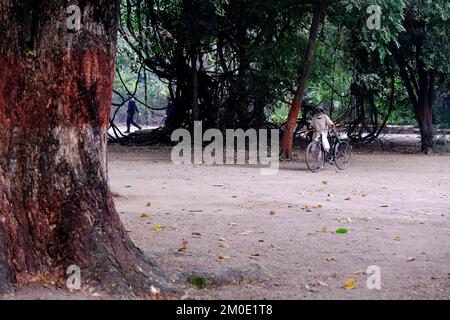 04. Dezember 2022, Pune, Indien, Empress Botanical Garden, ein grünes Paradies im Herzen von Pune, es gibt viele seltene exotische und einheimische Bäume. Stockfoto