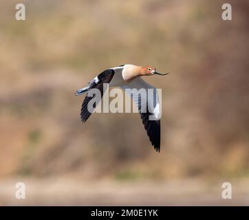 Avocet nähert sich im Flug mit weichem Hintergrund. Nahaufnahme. Stockfoto