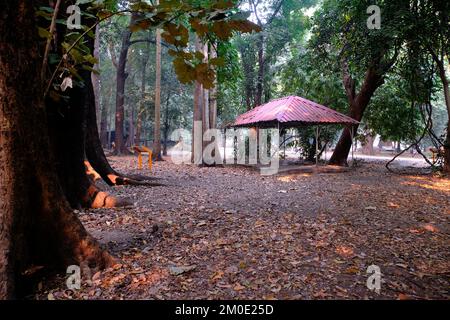 04. Dezember 2022, Pune, Indien, Empress Botanical Garden, ein grünes Paradies im Herzen von Pune, es gibt viele seltene exotische und einheimische Bäume. Stockfoto