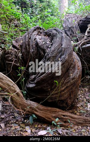 04. Dezember 2022, Pune, Indien, Empress Botanical Garden, ein grünes Paradies im Herzen von Pune, es gibt viele seltene exotische und einheimische Bäume. Stockfoto