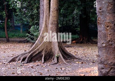 04. Dezember 2022, Pune, Indien, Empress Botanical Garden, ein grünes Paradies im Herzen von Pune, es gibt viele seltene exotische und einheimische Bäume. Stockfoto