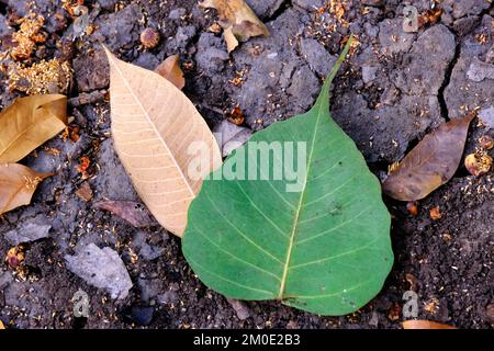 04. Dezember 2022, Pune, Indien, Empress Botanical Garden, ein grünes Paradies im Herzen von Pune, es gibt viele seltene exotische und einheimische Bäume. Stockfoto