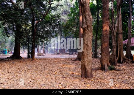 04. Dezember 2022, Pune, Indien, Empress Botanical Garden, ein grünes Paradies im Herzen von Pune, es gibt viele seltene exotische und einheimische Bäume. Stockfoto