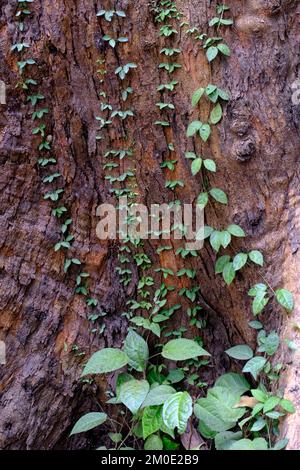 04. Dezember 2022, Pune, Indien, Empress Botanical Garden, ein grünes Paradies im Herzen von Pune, es gibt viele seltene exotische und einheimische Bäume. Stockfoto