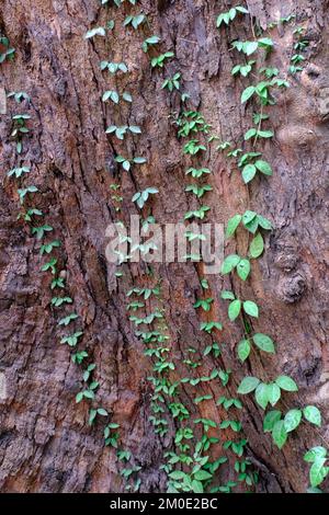 04. Dezember 2022, Pune, Indien, Empress Botanical Garden, ein grünes Paradies im Herzen von Pune, es gibt viele seltene exotische und einheimische Bäume. Stockfoto