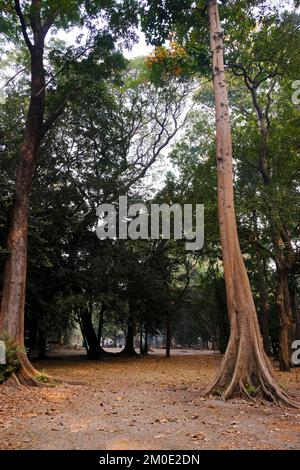 04. Dezember 2022, Pune, Indien, Empress Botanical Garden, ein grünes Paradies im Herzen von Pune, es gibt viele seltene exotische und einheimische Bäume. Stockfoto