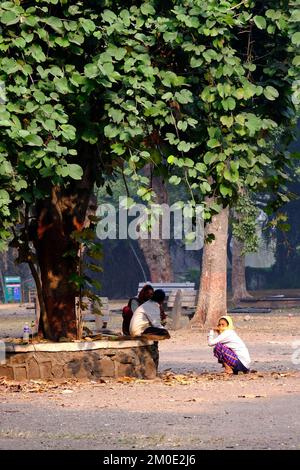 04. Dezember 2022, Pune, Indien, Empress Botanical Garden, ein grünes Paradies im Herzen von Pune, es gibt viele seltene exotische und einheimische Bäume. Stockfoto