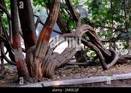 04. Dezember 2022, Pune, Indien, Empress Botanical Garden, ein grünes Paradies im Herzen von Pune, es gibt viele seltene exotische und einheimische Bäume. Stockfoto