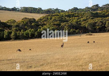 Känguru auf dem Hügel - Australien Stockfoto