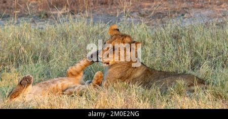 Eine verspielte Interaktion zwischen Löwin und Jungtier in freier Wildbahn Stockfoto