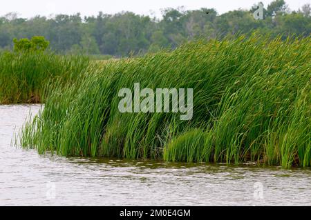 Büro der Verwaltungsrätin (Lisa P. Jackson) - Cocodrie, Louisiana und Oil Disaster Meeting in Dulac, Louisiana (BP-Ölpest) - USEPA-Foto von Eric Vance, Environmental Protection Agency Stockfoto