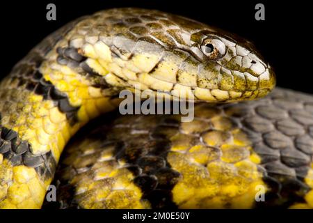 Blaukraut (Helicops angulatus) Stockfoto