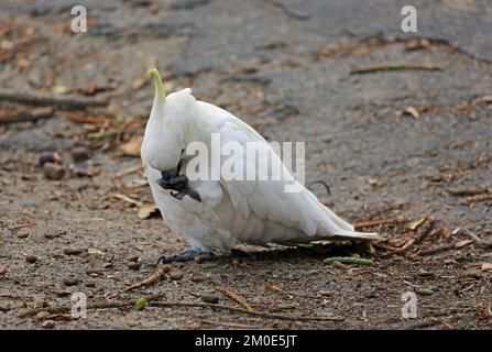 Sulphur Crested Cockatoo Eating - Australien Stockfoto