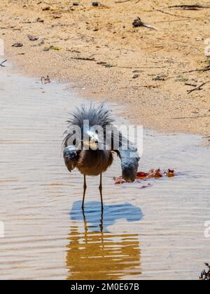 Vogel, ein Weissgesichtiger Reiher, der das Wasser von seinem blauen grauen Gefieder am Sandstrand schüttelt, Reflexion im flachen Wasser, Australien Stockfoto