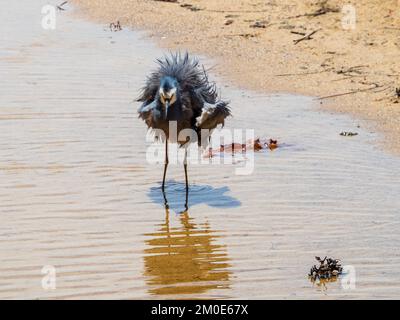 Vogel, ein Weissgesichtiger Reiher, der das Wasser von seinem blauen grauen Gefieder am Sandstrand schüttelt, Reflexion im flachen Wasser, Australien Stockfoto