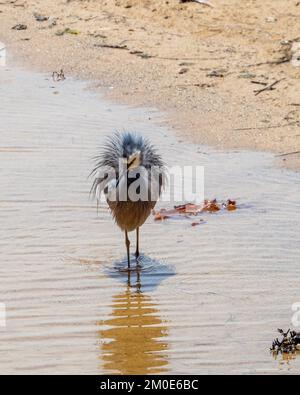 Vogel, ein Weissgesichtiger Reiher, der das Wasser von seinem blauen grauen Gefieder am Sandstrand schüttelt, Reflexion im flachen Wasser, Australien Stockfoto