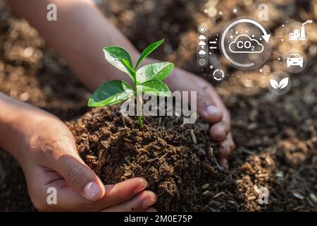 Die Hände eines Jugendlichen Jungen, der sich um die wachsenden Setzlinge auf fruchtbarem Boden kümmert.Naturschutzkonzepte und Welterhaltung, globale Erwärmung re Stockfoto
