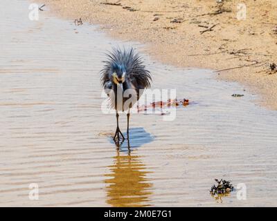 Vogel, ein Weissgesichtiger Reiher, der das Wasser von seinem blauen grauen Gefieder am Sandstrand schüttelt, Reflexion im flachen Wasser, Australien Stockfoto