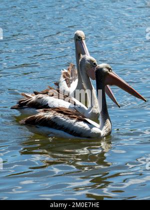 Vögel, drei große australische Pelikane, die majestätisch auf dem glänzenden Flusswasser schweben Stockfoto