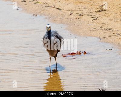 Vogel, ein Weissgesichtiger Reiher, der das Wasser von seinem blauen grauen Gefieder am Sandstrand schüttelt, Reflexion im flachen Wasser, Australien Stockfoto