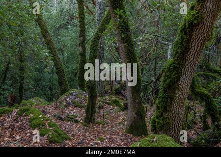 Ein üppiger Mossenwald im Sonoma County, Kalifornien, USA. Stockfoto