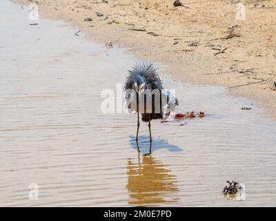 Vogel, ein Weissgesichtiger Reiher, der das Wasser von seinem blauen grauen Gefieder am Sandstrand schüttelt, Reflexion im flachen Wasser, Australien Stockfoto