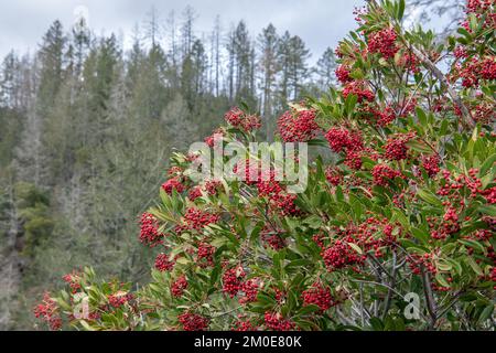 Toyon (Heteromeles arbutifolia) wird im Sugarloaf Ridge State Park in Kalifornien, USA, auch als Weihnachtsbeere oder California Holly Fruiting bezeichnet. Stockfoto