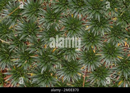 Yareta oder llareta (Azorella compacta) eine Kissenpflanze aus der Nähe von Cusco in den hoch gelegenen peruanischen Anden in Südamerika. Stockfoto