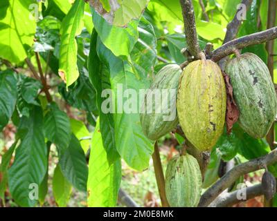 Bäume und Früchte der Kakao-Schote von Theobroma hängen auf dem Ast auf dem Feld in landwirtschaftlichen Gebieten in Thailand, Pflanzen auf tropischem Hof Stockfoto