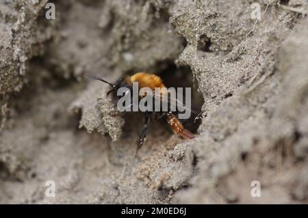 Natürliche Nahaufnahme einer weiblichen Clarkes Bergbaubiene, Andrena Clarkella verlässt ihr unterirdisches Nest Stockfoto