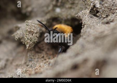 Natürliche Nahaufnahme einer weiblichen Clarkes Bergbaubiene, Andrena Clarkella verlässt ihr unterirdisches Nest Stockfoto