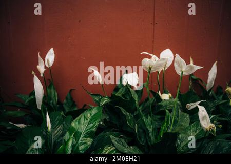 Zantedeschia aethiopica, gemeinhin bekannt als Calla-Lilie und Aramlilie. Nahaufnahme von Blüten und Spathe dieser Pflanze. Hochwertiges Foto Stockfoto