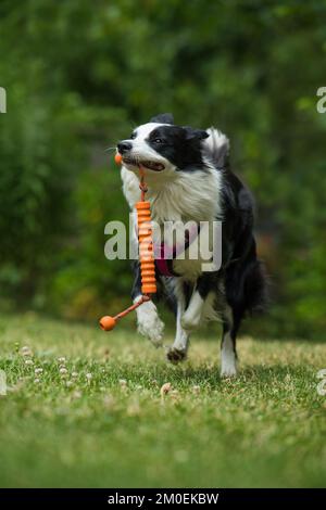 Border Collie Dog spielt in einem Garten Stockfoto