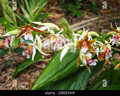 Blumen, ein langer Stamm wunderschöner Sumpf-Orchideen, australischer Küstengarten Stockfoto