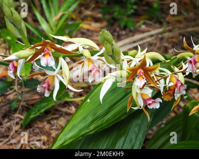 Blumen, ein Stiel wunderschöner Sumpforchideen, australischer Küstengarten Stockfoto