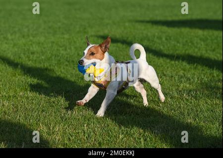 Ein weiß-brauner Jack Russell Terrier läuft über den Rasen und hält ein gelb-blaues Spielzeug in den Zähnen. Stockfoto