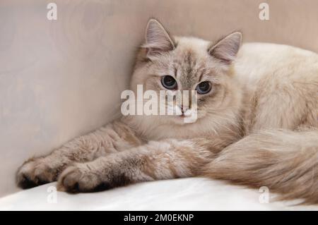 Neva maskiert Katze oder sibirische Katze Farbpunkt mit blauen Augen. Nahaufnahme, Kopierbereich. Stockfoto