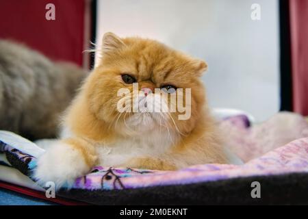 Eine persische Longhair-Katze von rot-weißer Farbe liegt auf einer farbigen Matte. Nahaufnahme. Stockfoto