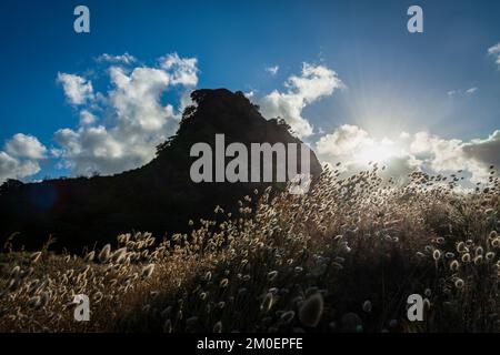 Hinterleuchtetes Hasenschwanz-Gras im Wind. Löwenfelsen im Hintergrund. Piha, Auckland. Stockfoto